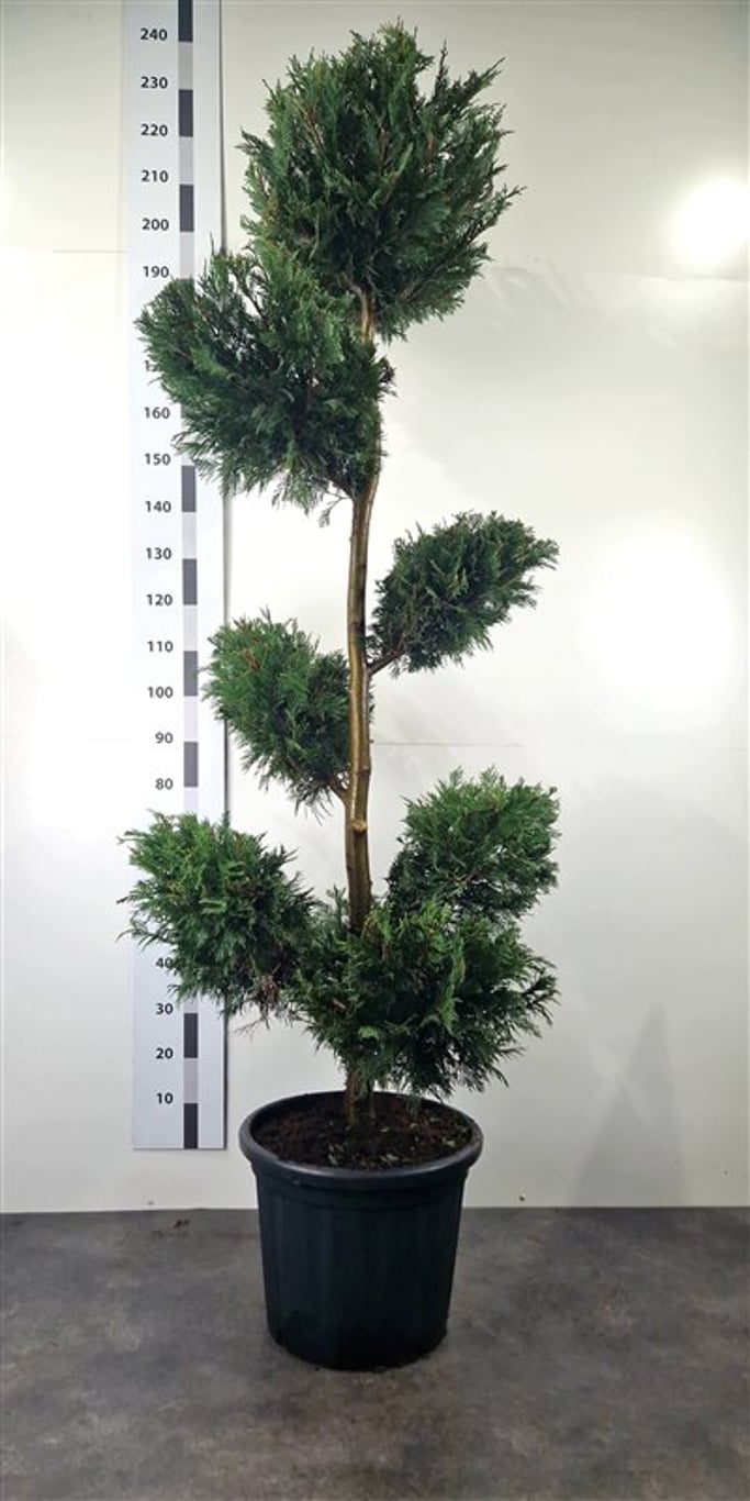 Cupressocyparis leylandii - 160-180 CM Ponpon Cont.